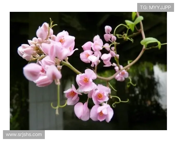 张敏独家分享：深入解析足球技巧与战术的心得体会